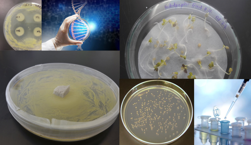 Modern anyagok molekuláris biológiai jellemzése, mikrobiológiai és toxicitás viz Modern anyagok molekuláris biológiai jellemzése, mikrobiológiai és toxicitás viz